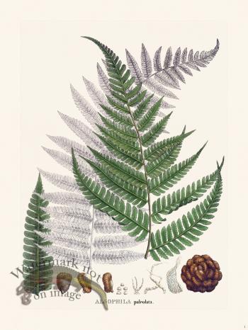 Ferns of Brazil 04